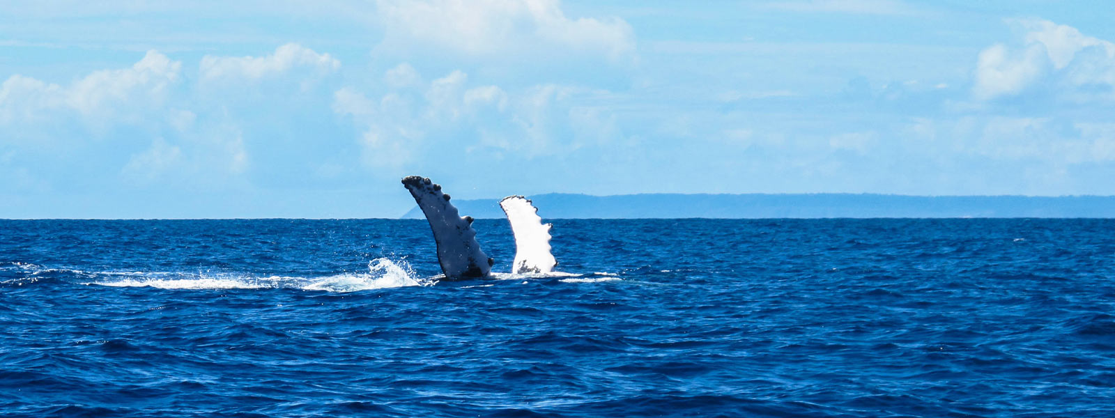 baleine guadeloupe plongee